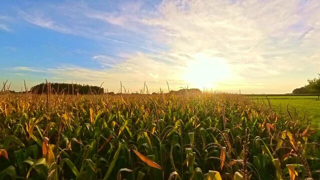 Das leuchtende Zusammenspiel von Maisfeld und Sonne - Maisfeldpanorama, Landwirtschaft, Natur, Felder, Sommer, Ernte, Pflanzen, Gelb, Wachstum, Sonnenaufgang, Sonnenuntergang