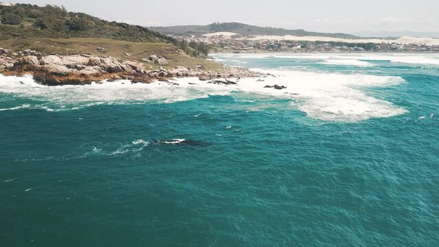 The southern right whales, Eubalaena australis. Mother and calf of the Right Whales swim near Brazilian shore near the town of Imbituba
