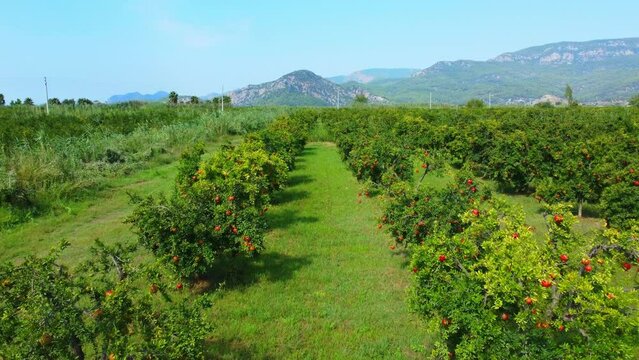 Ripe pomegranate bears fruit on branches of trees in garden against backdrop of mountain valley. Aerial view from drone. Trees in nature. Rows of pomegranate trees with ripe fruits branches in garden