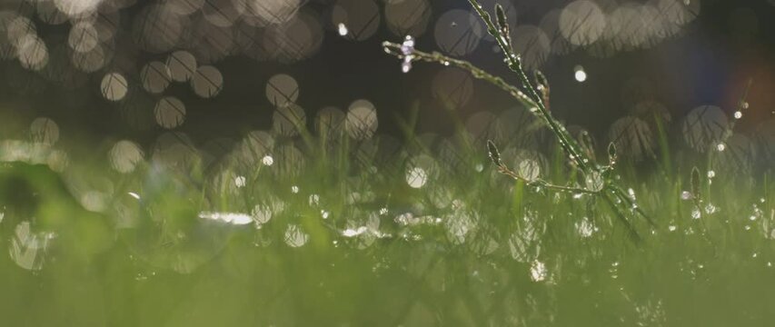 Close-up blurry view of light splashing water falling on green grass. 