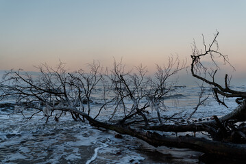 Powalone drzewo w morzu w zimowej scenerii