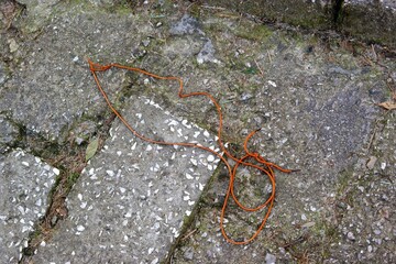 Tied brown shoe laces on the old pavement