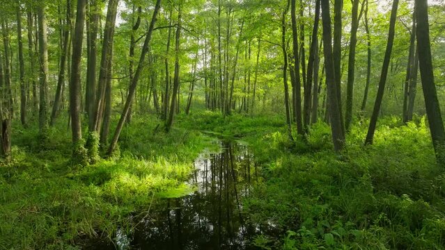 River jungle tropical green forest summer tree magical nature