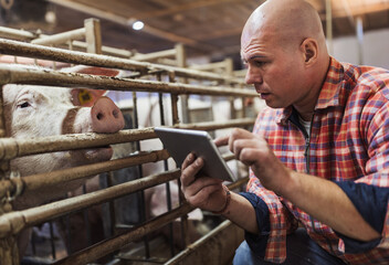 Farmer with tablet in pigpen