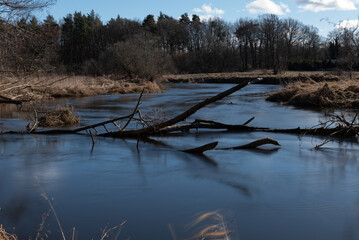 Powalne drzewo w rzece w zimowej scenerii © Mateusz