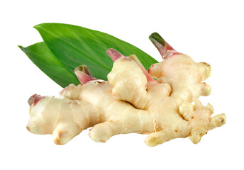 ginger on transparent png