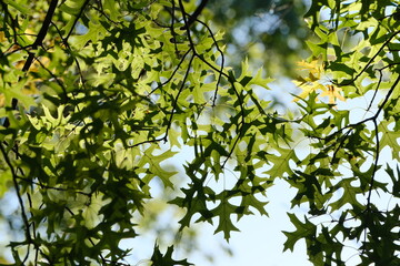 oak leaves