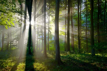 Fotobehang Sunny morning in the forest © Piotr Krzeslak