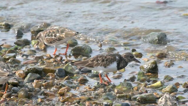 Turnstone (Arenaria interpres) turning over stones, looking for food on a pebble beach. October, Kent, UK [Half speed]