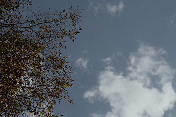 Vintage blue sky with tree and clouds