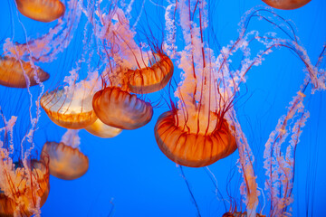 swarm of jelly fishes in the deep sea