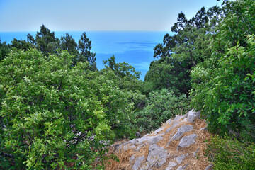 Nature Crimea - stones and pine trees on Mount Koshka