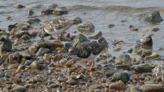 Turnstone (Arenaria interpres) finding and eating a crab on a pebble beach. October, Kent, UK [Half speed]
