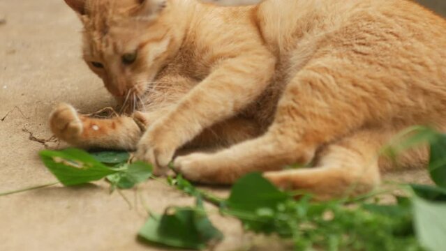 Ginger cat laying down on floor chewing eating  root of Indian Acalypha catnip like plant that its root being attractive to domestic cats similar to catnip plant.