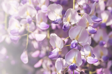  Purple hanging flowers of Wisteria sinensis, Chinese wisteria. Floral background.