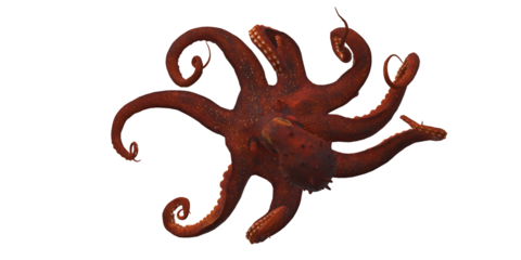 Octopus isolated on a Transparent Background