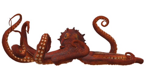 Octopus isolated on a Transparent Background
