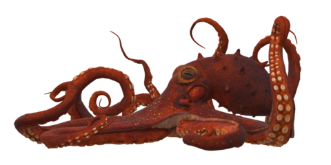 Octopus isolated on a Transparent Background
