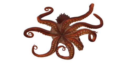 Octopus isolated on a Transparent Background