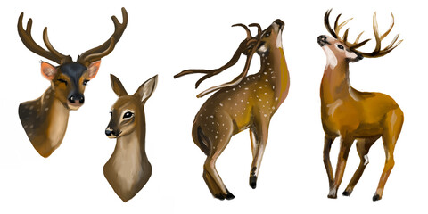 Set of Watercolor deers with and without  horns. Portraits and standing