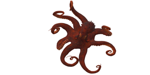 Octopus isolated on a Transparent Background