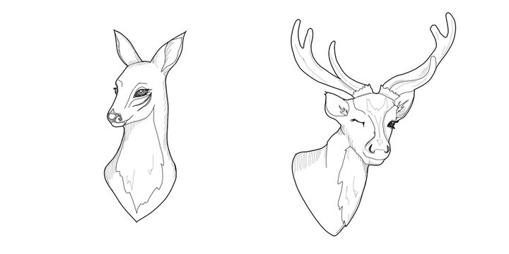 Set of graphic portraits of deers with and without  horns
