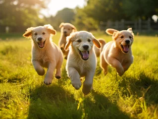 Foto op Plexiglas A joyful pack of puppies happily playing together in a picturesque field setting. © Szalai