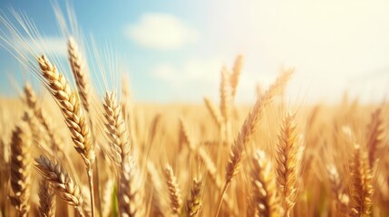 Fototapeta premium golden wheat field and sunny day 