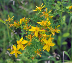 In the wild bloom St. John's wort (hypericum perforatum)