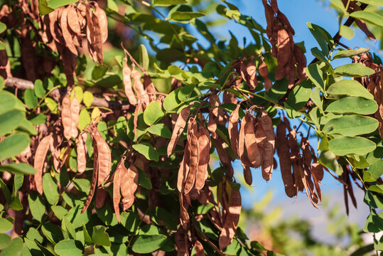 Pods on acacia branches on a sunny day.
