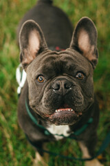 french bulldog portrait
