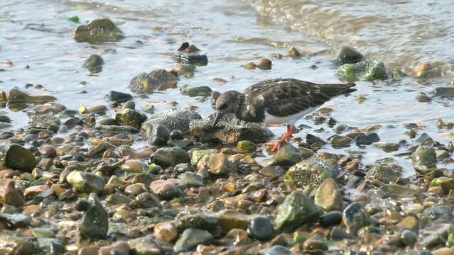 Turnstone (Arenaria interpres) turning over stones, looking for food on a pebble beach. October, Kent, UK [Slow motion x5]