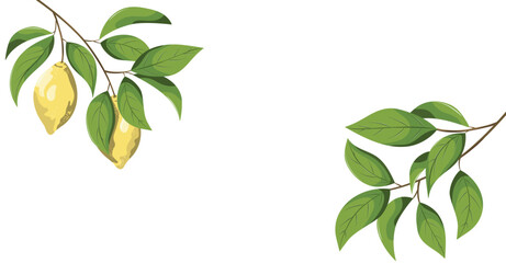 Sicilian lemon branches with green leaves on white background