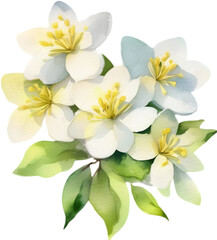 A close-up watercolor drawing of a bouquet of Jasmine flowers. AI-Generated.

