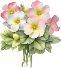 A close-up watercolor drawing of a bouquet of Primrose flowers. AI-Generated.