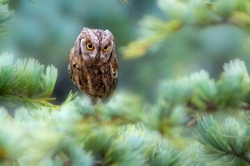Owl. Eurasian Scops Owl. (Otus scops). Green nature background.