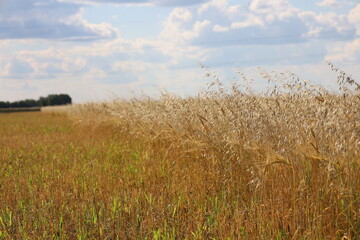 A field of different varieties of oats and barley.