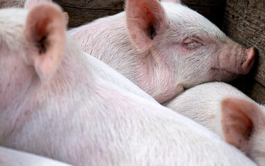 Small piglet sleep in the farm. Group of Mammal indoor waiting feed. swine in the stall. Close up eyes and blur.