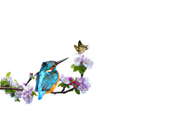 Spring nature. White background. Isolated image. Kingfisher.