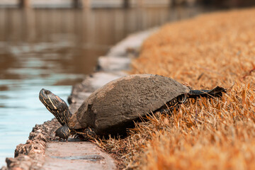 Turtle Walking to the Pond