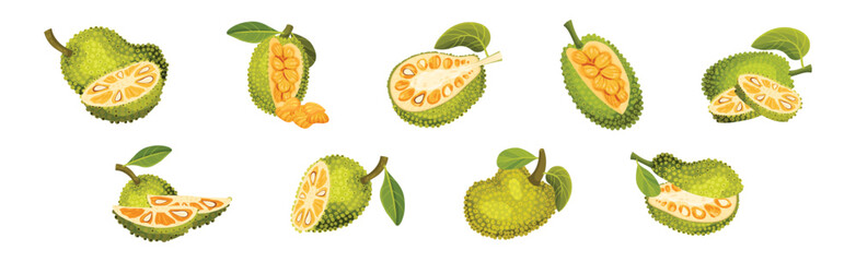 Ripe Bright Green Jackfruit with Seed Coat Vector Set