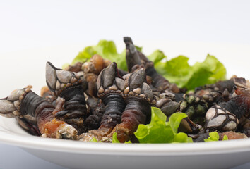 Galician barnacles, presented on a plate with salad