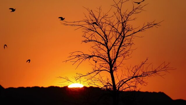 A flock of crows flies from the treetops into the orange sky, slow motion. Silhouette flock of birds, scatter in different directions from bare tree branches. Slow Motion Footage of flock crows.	