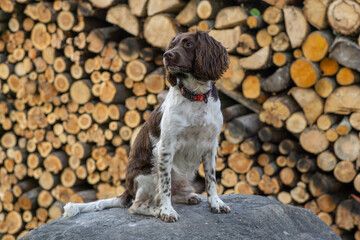 English Springer Spaniel sitting on the rock 