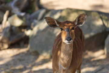 Southern Nyala - Tragelaphus angasii in sunny weather on a meadow.