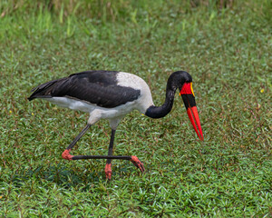 Saddle Billed Stork, Masai Mara, Kenya