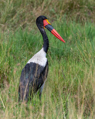 Saddle Billed Stork, Masai Mara, Kenya