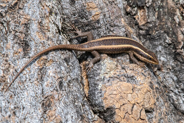 Striped Skink, Masai Mara, Kenya