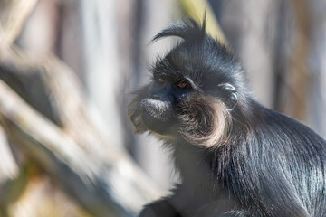 Black mangabey - Cercopithecidae sitting on a branch. Little black monkey.