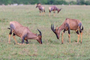 Topi males squaring off during the rut, Masai Mara, Kenya